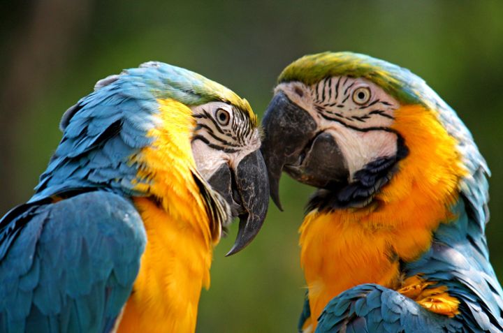 Closeup shot of two parrots engaging in an affectionate moment beaks touching in a loving embrace