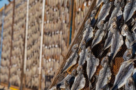 Fish drying on the beach in Nazare