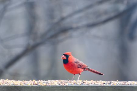 Birds Eating Seed on a Wooden Railing in Birmingham, Alabama in the Winter - Male Cardinal
