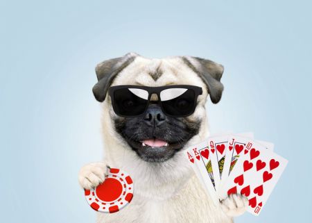 Funny pug dog player with glasses holds a full house card and a chip and plays poker in a casino. Win and luck, creative idea. Success, concept
