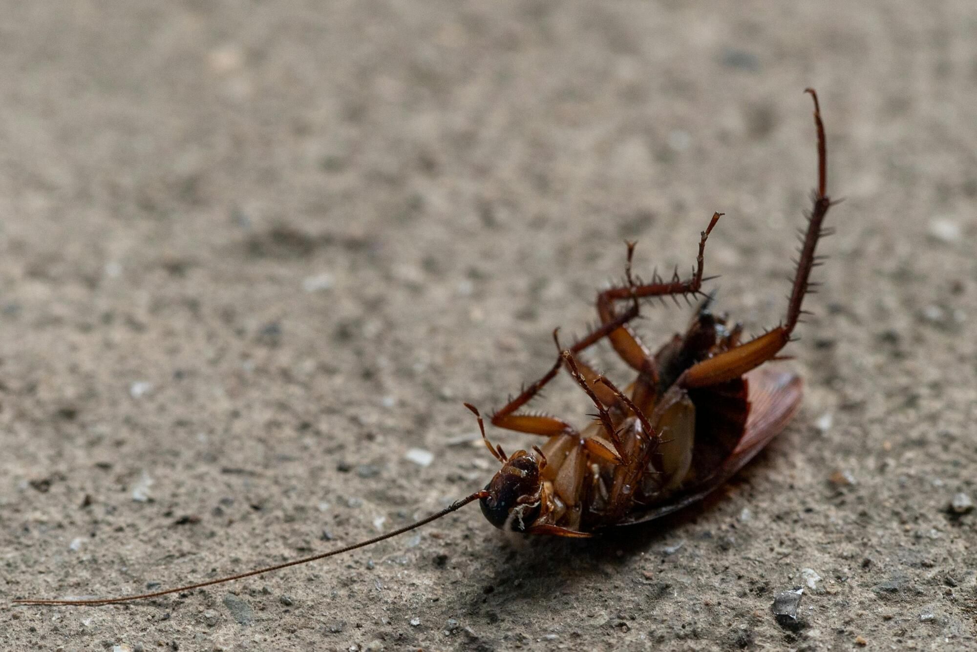 Why even spotless homes can end up with a cockroach infestation
